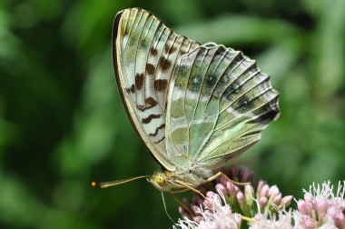 farfalla, di Gg60