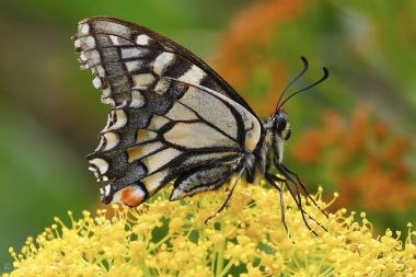 Papilio machaon, di G.S.62
