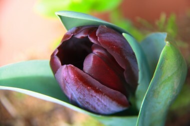 tulipano nero