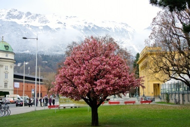 Innsbruck in fiore