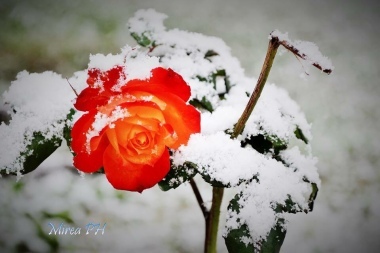 Rosa e neve