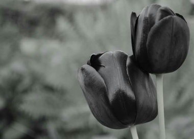 tulipani neri