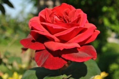 rose rosse per te....