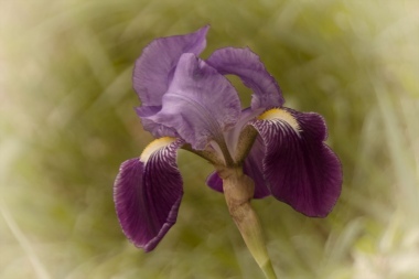 Iris selvatico...