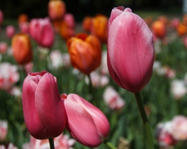 Tulipani.... o tulipesci
