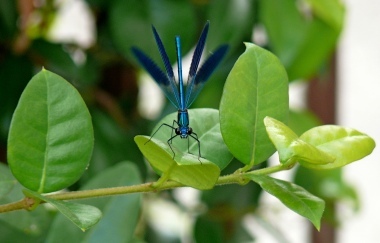 BlueDragonfly