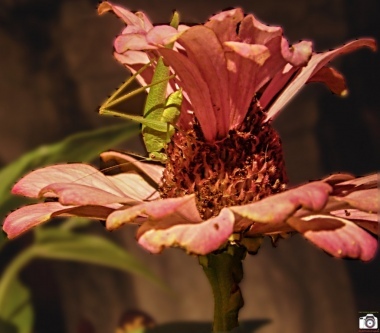 fiore e insetto - 2015