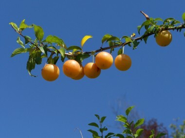 Frutti d'agosto