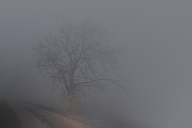 Nella nebbia