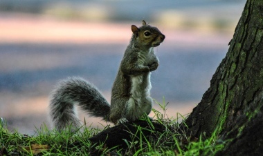 Little Squirrel In Newsham Park
